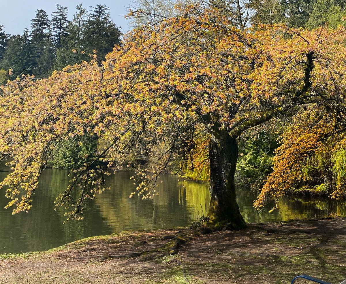 jazzfanster's tweet photo. @cripixtoff Just a couple of shots near my location - one of bulrushes after winter and the other is a blossoming cherry blossom before the colour popped https://t.co/nlWvWph5CB