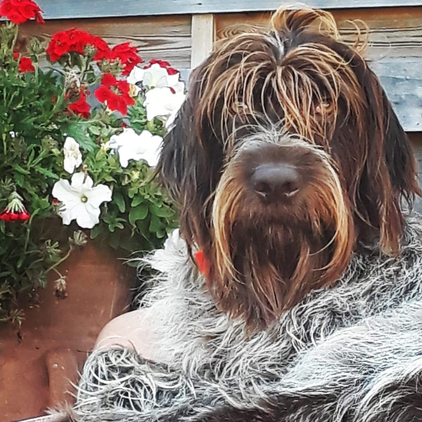 Griffon601's tweet photo. Cool,titre qu'avait ma mère,mais j'ai gardé de beaux restes...😉
#becasses https://t.co/7MSDKInltE