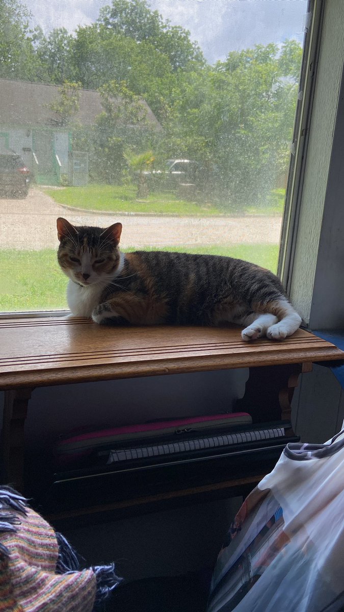 StarCat768's tweet photo. She basks in the sun
Coming through the front window
My sweet Molly girl https://t.co/bbrFSMUq9z
