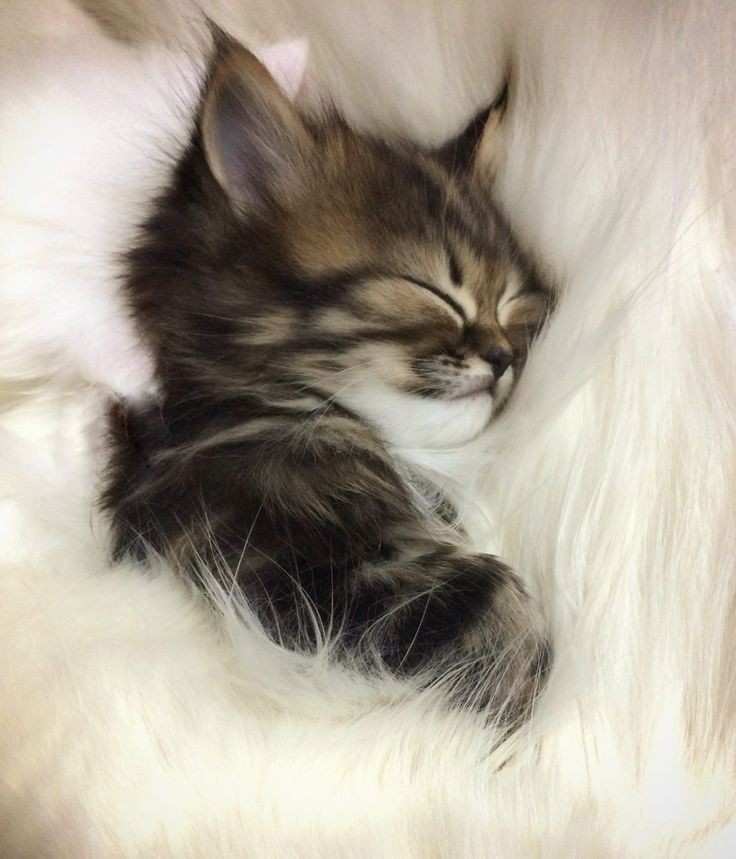 🇸🇦 Wegdan (@11pics_) on Twitter photo 