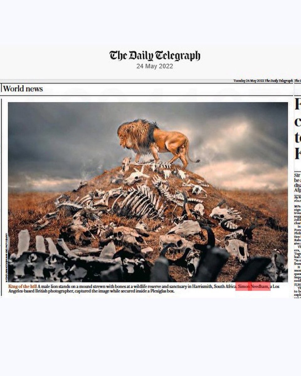 SimonNeedham27's tweet photo. Proud to be bringing awareness to @gglionsNPC through art and photography. Thanks to The Daily Mail for publishing. 

Follow @NKWK_NFT 
#lionart #lions #lionphotography https://t.co/15HSW0Mm50