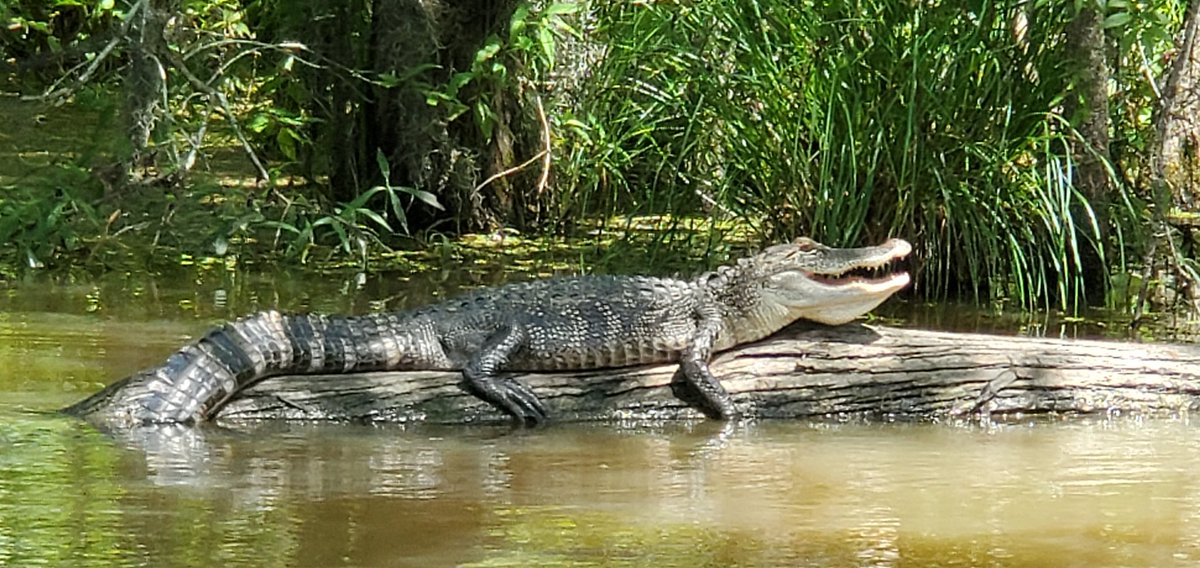 idaredmc's tweet photo. Look at all the happy faces on the #PearlRiver thanks to #CaptainZander. Got to meet #Lola (alligator) and so much more! @CajunEncounters https://t.co/36PSYiEIXZ
