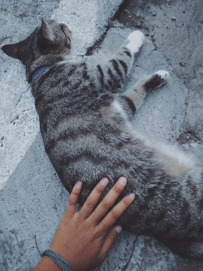 nnopp_'s tweet photo. @kochengfess kucing punya pak kos 🐱#GoodByeKochengfess https://t.co/6Ytvvz8mNN