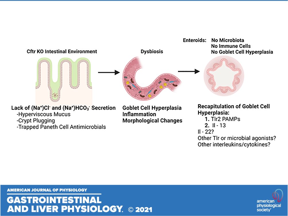 ajpgi's tweet photo. Studies of #SmallIntestinal organoids from #CysticFibrosis (CF) mice show that goblet cell hyperplasia and increased Toll-like receptor 2/4 expression are not primary manifestations of the CF intestine.
🎇Free to continue reading this week!🎇
https://t.co/wpAaT5VDfr
#ajpgi https://t.co/Dm8uMuvHTS