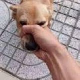 ShibaChu tweet media