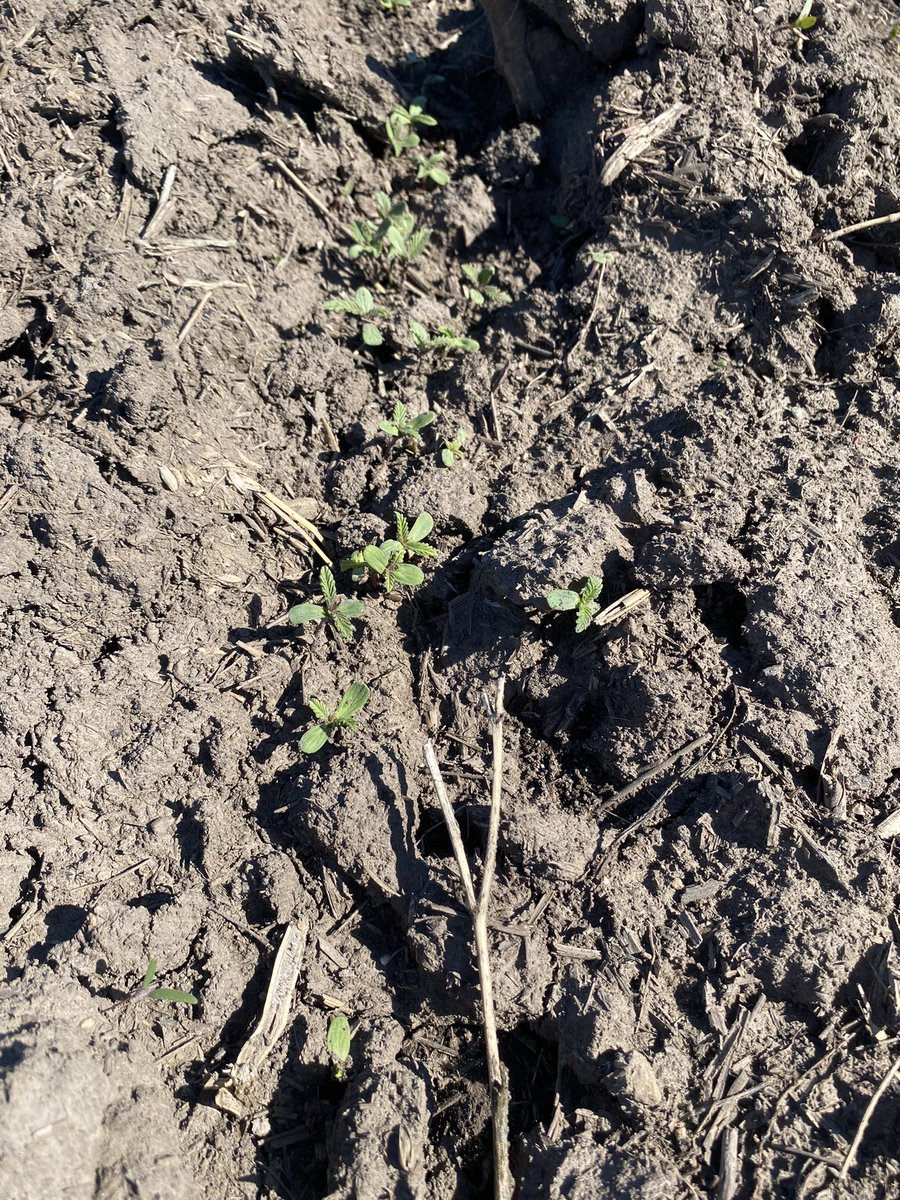 I am up for a quick tour of our first <a href="/CanRockiesHemp/">Canadian Rockies Hemp Corporation</a> fields up in the Peace region today- and things are starting to grow! 😊🌿☀️
