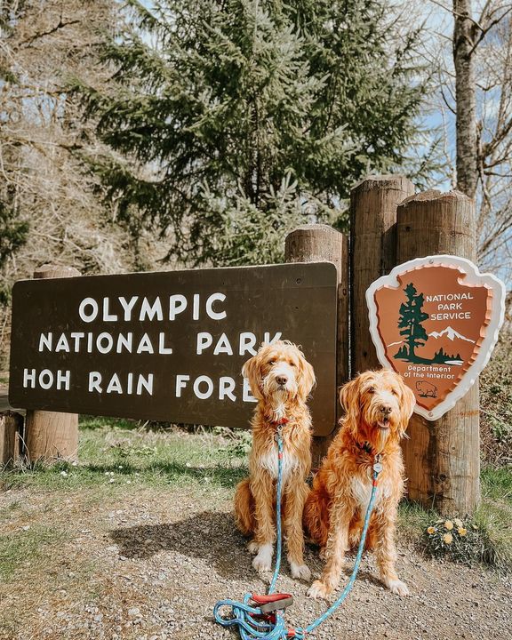 Staypineapple's tweet photo. 🍍 Eat. Sleep. Explore. Repeat. 🗺 

💡 Travel tip Tuesday: Make it a road trip! 🚗

Our pals @thisdoodchase stayed with us at Hotel FIVE in Seattle and Hotel Rose in Portland during their epic PNW adventures!! 🐶🐶 https://t.co/6uZSgF0ibD