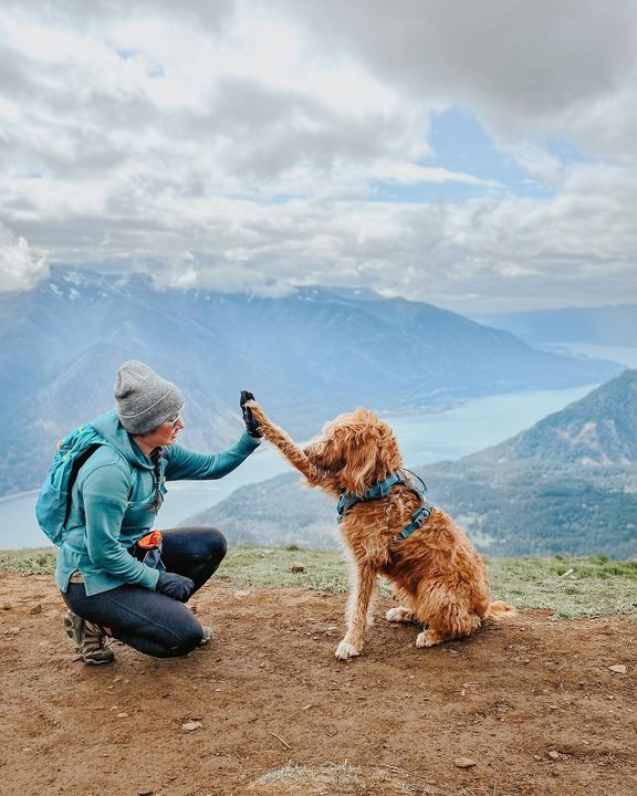 Staypineapple's tweet photo. 🍍 Eat. Sleep. Explore. Repeat. 🗺 

💡 Travel tip Tuesday: Make it a road trip! 🚗

Our pals @thisdoodchase stayed with us at Hotel FIVE in Seattle and Hotel Rose in Portland during their epic PNW adventures!! 🐶🐶 https://t.co/6uZSgF0ibD