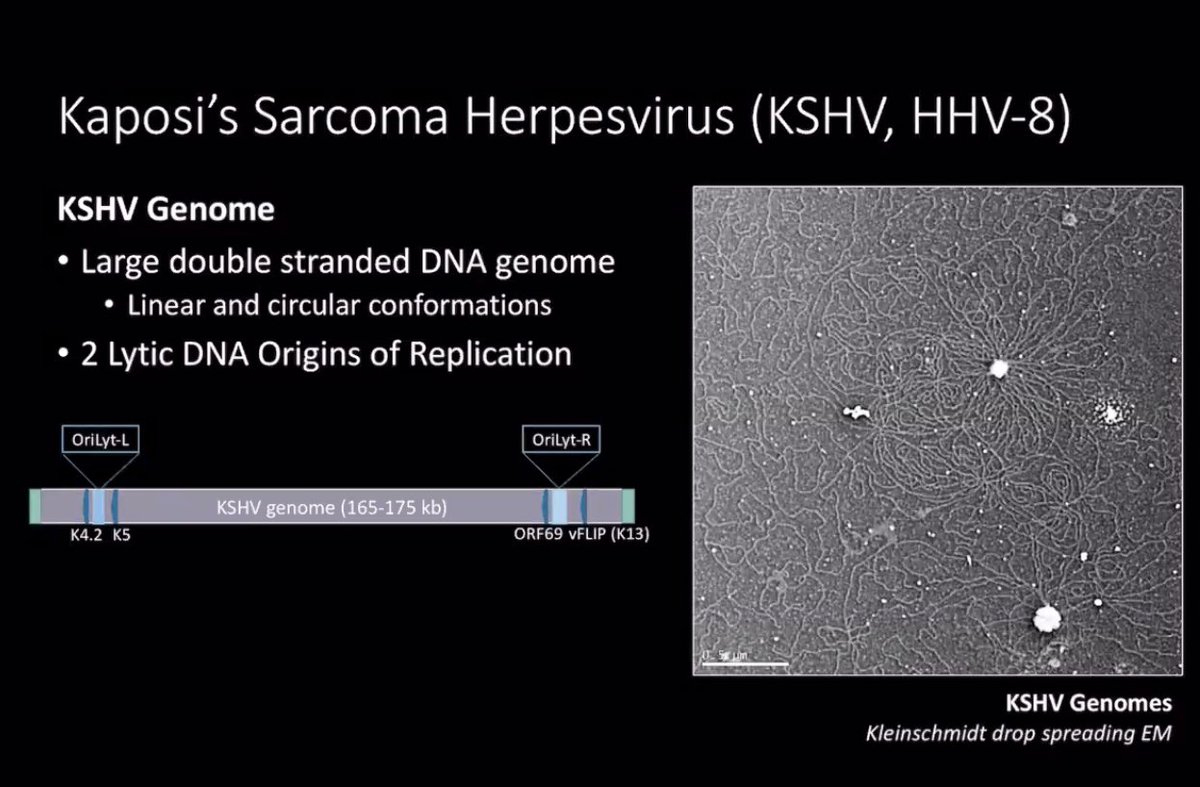 @LM_Costantini @SigmaXiSociety @AmSciMag @sconc @ncbiotech In #amscitalks, @LM_Costantini that herpesviruses are lifelong infections because of their life cycles. They go into a dormant phase after infection to hide from the immune system, but can reactivate later. What conditions cause that?
@SigmaXiSociety
@AmSciMag
@sconc
@ncbiotech