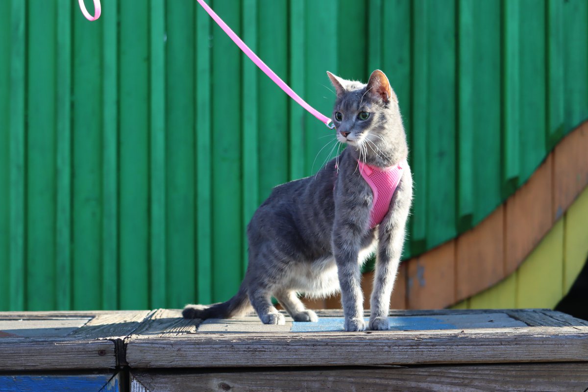 CoastalPet's tweet photo. Happy National Hug Your Cat Day!! https://t.co/DRmCYZuCow