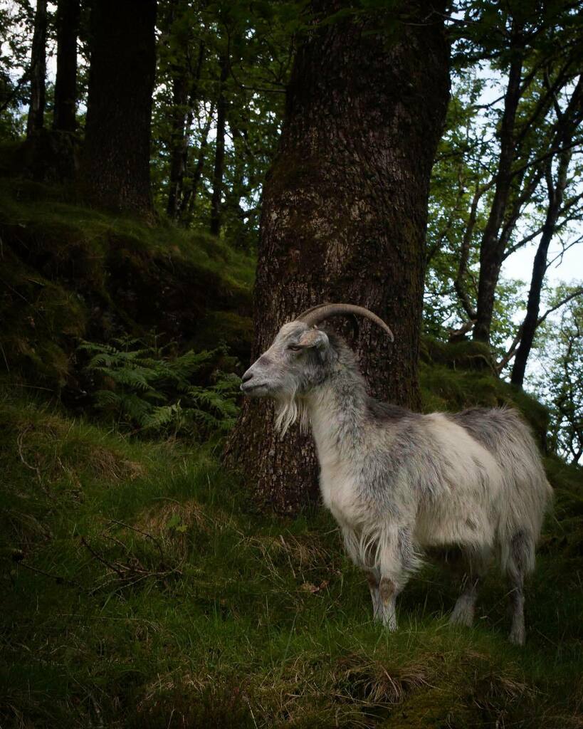 l_imber's tweet photo. Came across this surprise goat in the Lakes, happily munching away 🐐
.
.
.
.
.
.
.
.
.
#lakedistrict #lakedistricthikers #lakedistrictnationalpark #lakedistrictuk #lakedistrictphotography #moods_in_frame #photography #roamnation #adventure #getouts… https://t.co/UGhUpRHB14 https://t.co/GXAKGZrPBX