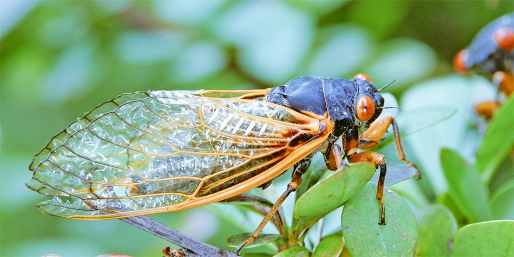 ᑕ I ᑕ ᗩ ᗪ ᗩ

I ᑕOᗰᗴ OᑌT ᗩT Tᕼᗴ ᗯOᖇՏT Oᖴ TIᗰᗴՏ ᗯITᕼ ᗰY ՏIᗷᒪIᑎᘜՏ

< #MVRP >