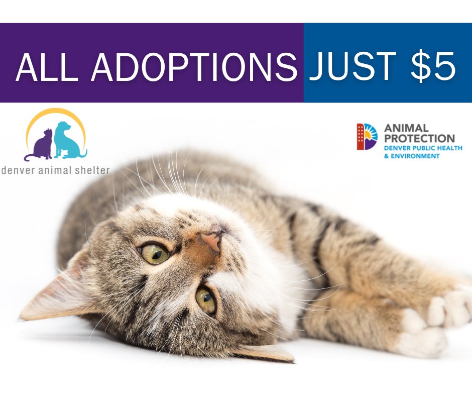 Denver Animal Shelter on Twitter: Denver Animal Shelter on Twitter: