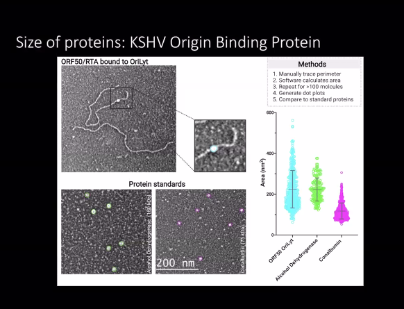 @LM_Costantini @SigmaXiSociety @AmSciMag @sconc @ncbiotech In #amscitalks, @LM_Costantini discusses how looking at this protein size let them determine if the viral DNA is in double or single strand state when protein binds, which affects disrupting viral replication. 
@SigmaXiSociety
@AmSciMag
@sconc
@ncbiotech