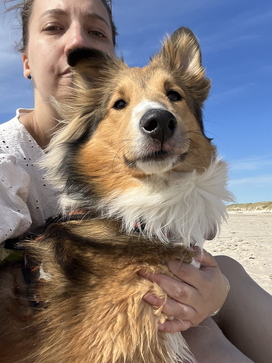 Smettbo85's tweet photo. ‚Ich bin Sheltie geschädigt‘ - Marah
Ich kenne dieses Gefühl 🥰
Marah erzählt und wie Rikon zu ihr kam 😍 👉🏼 https://t.co/d81QYwkCCj
#Rikontent #rbtv #Bürohund #Sheltie #ShetlandSheepdog https://t.co/r5O9NJv5vH