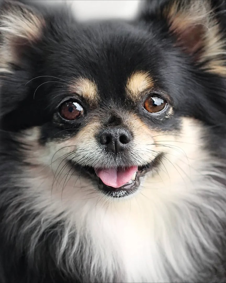 JustinAndComedy's tweet photo. #HappyTOT T👅T #Chihuahua #PrettyDogs https://t.co/EbZGRFvRx8 https://t.co/gon1ML3BxD