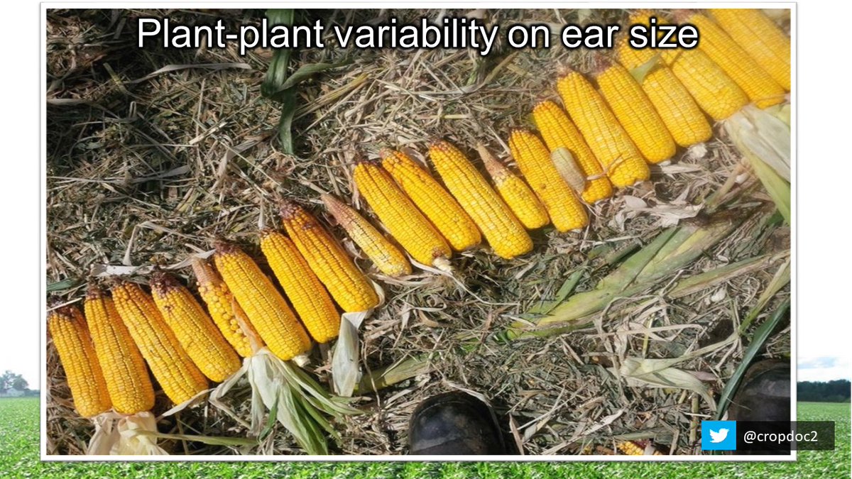 cropdoc2's tweet photo. Not new info, but developmental variability >> plant spacing on corn yield impact.  1 of 6 plants delayed by 4 leaves = 9% yield loss, vs. only 2% yield loss with 50% of plants in triples.  #StandAssesments https://t.co/gAaGv2wRyQ