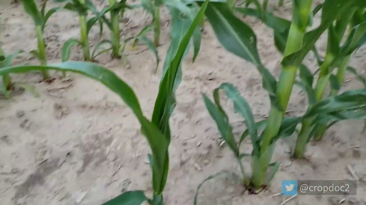 cropdoc2's tweet photo. Not new info, but developmental variability >> plant spacing on corn yield impact.  1 of 6 plants delayed by 4 leaves = 9% yield loss, vs. only 2% yield loss with 50% of plants in triples.  #StandAssesments https://t.co/gAaGv2wRyQ
