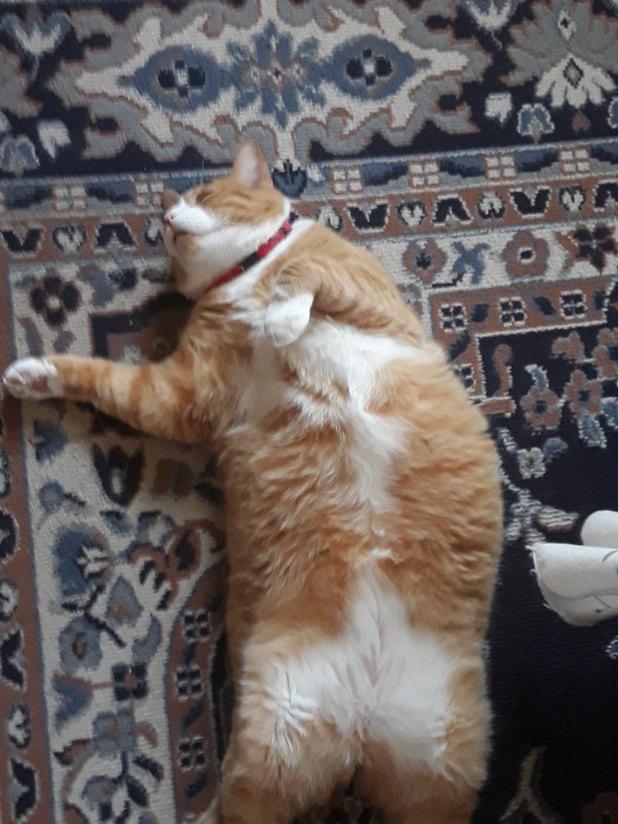 Chairman Meow Official 🐈 tweet media