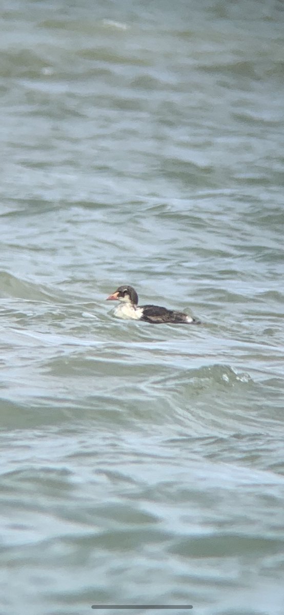 WIEZERIK's tweet photo. King Eider at the Belgian coast! #birdwatching #belgianbirds https://t.co/N8KfyRMXox