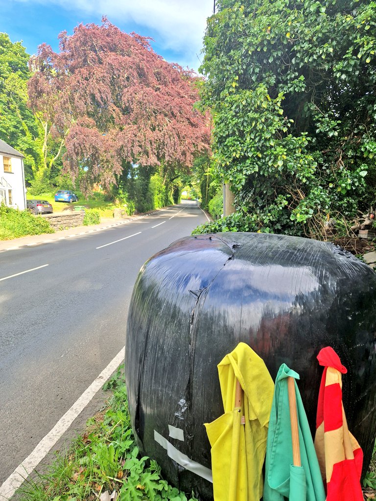 Lemon Tree 🇳🇿🥝🍋🇪🇺 tweet media