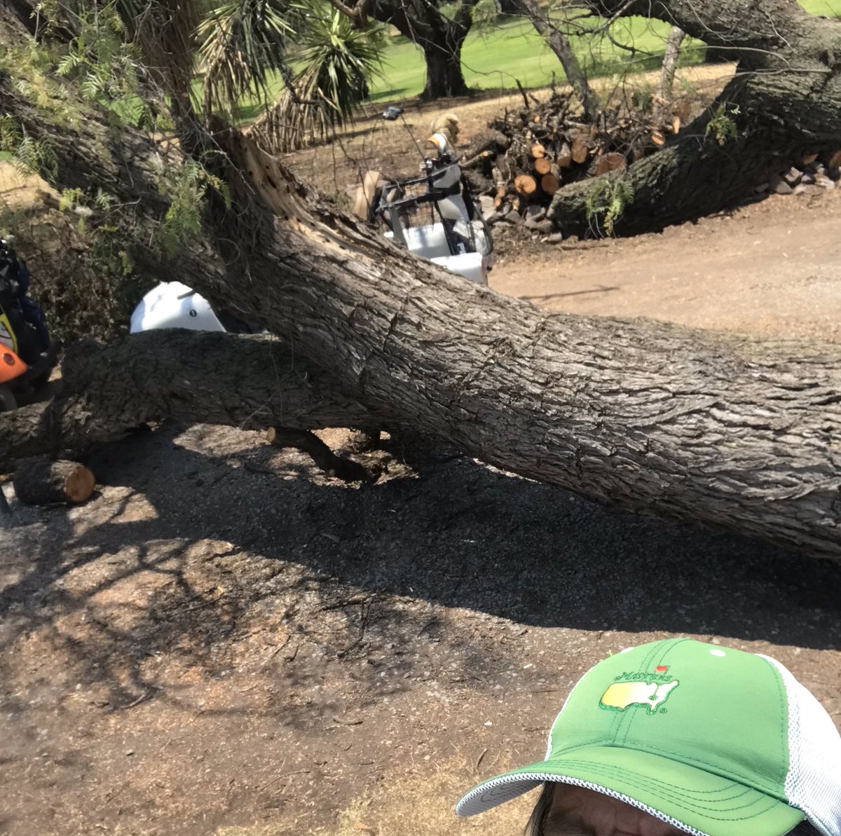 luzdediamx's tweet photo. @gcsaa what would be the advice as @BalvaneraQro  says that a huge uprooted tree just 15 feet from hole number 8 teeing ground is so good looking that they are not going to remove it? What would the experts opinion? The tree fell without been strong winds the cause https://t.co/VFVijbzzWd