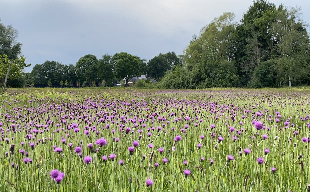 Het blauwgrasland in de Bruuk staat vol met Spaanse ruiters. #flora <a href="/staatsbosbeheer/">Staatsbosbeheer</a>