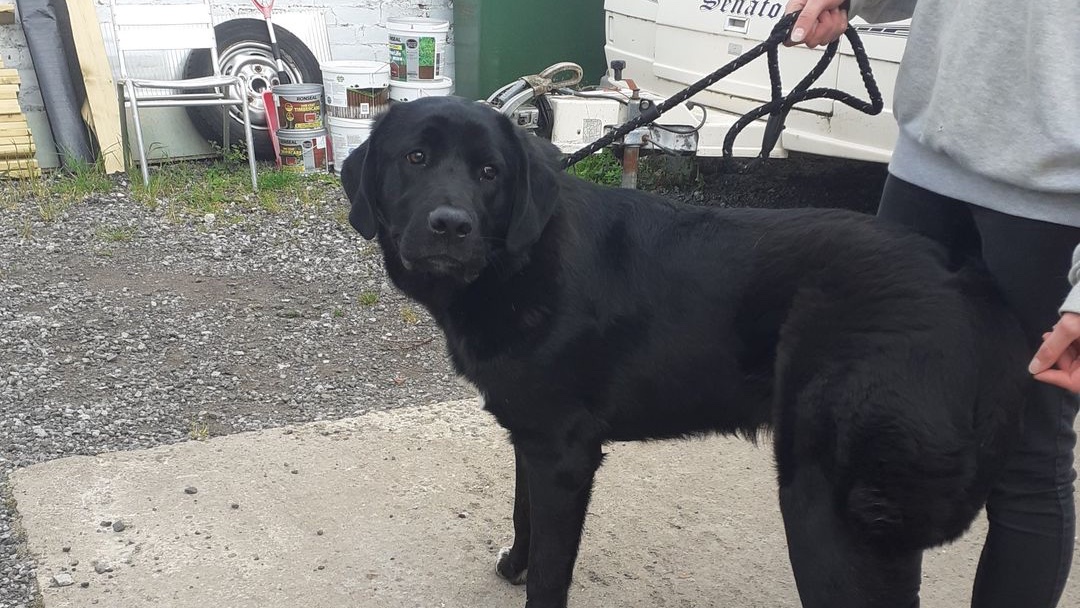 Please retweet to HELP FIND THE OWNERS OF THESE STRAY DOGS FOUND #WAKEFIELD #LEEDS #UK 

They could have been stolen from anywhere in the UK and dumped. Now in the council pound for 7 days.

DETAILS👇
facebook.com/WakefieldLostD…
#dogs #pets #animals #Jubilee #England