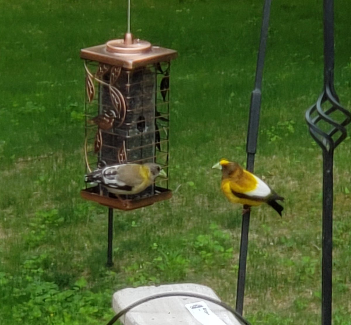LMokaba's tweet photo. Just had male and female Evening Grosbeaks stop by my feeders! A new #lifer for me! #mainebirding @MaineAudubon #birdwatching #birding https://t.co/OKn3XqtgAl