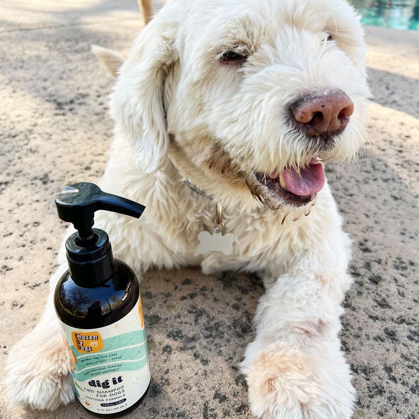 ChosenByDogsCBD's tweet photo. Take it from Charlie! 
Our "Dig It" soothing CBD dog shampoo uses a combination of CBD and skin calming essential oils to help with discomfort caused by dry skin issues. This gentle shampoo helps keep your dog’s skin healthy, and cleanses fur to keep it looking and smelling good. https://t.co/KL5pTELSBh