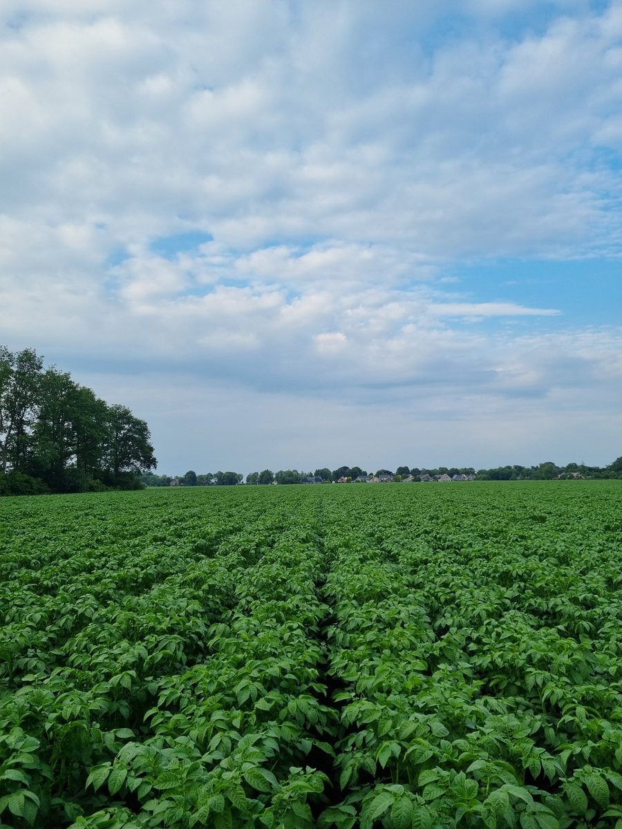 Berndsloots's tweet photo. De Supporters staan er mooi op... 30 maart gepoot👌🏻👍🏻👍🏻👍🏻😊 #zetmeelaardappelen #Semagri #Slootsagri #powertothezetmeelpieper #AVEBE https://t.co/cOyj2GlOZj