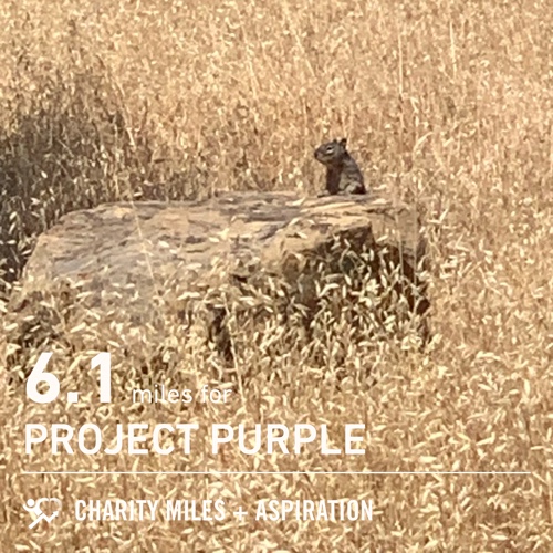 ABookAffair's tweet photo. 💜 6.1 @CharityMiles for @Run4Purple. #ProjectPurple #PancreaticCancer #Cancer #FiftyFans https://t.co/fRPpqHoMUF
