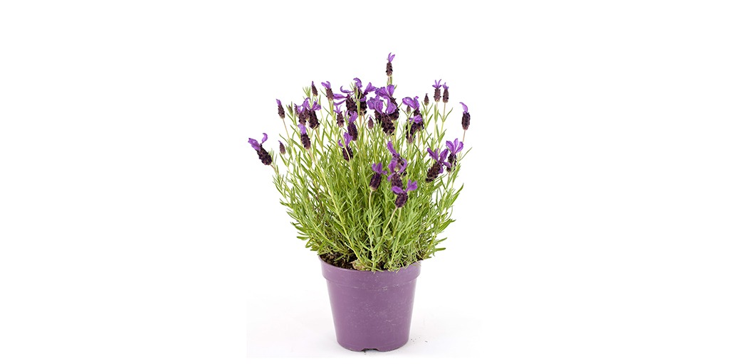 DaffodilsPlants's tweet photo. Lavender also called as Lavandula is a flowering species, which is known for its beneficial properties. It is commonly grown as an ornamental plant.

For buying - https://t.co/50gra99sw4

#Lavender #LavenderPlant #LavenderFlowers #DaffodilsPlantNursery #Daffodils #Doha #Qatar https://t.co/SmqrLtVXzU