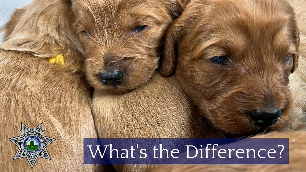 MortonCountySO's tweet photo. So what's the difference between Therapy Dogs, Service Dogs and Emotional Support Animals?
Therapy dogs: support and comfort
Service dog: for individual with disability
ESA: no certification needed - for mental/emotional disorders. 
#TherapyK9 #NowYouKnow https://t.co/AWqxsvoC0b