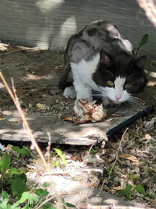 PetRecoveryYYC's tweet photo. SIGHTING black/white/grey in #penbrook. Pls rt, share, watch, help https://t.co/Lphrj4Z1Zs https://t.co/KSwgElCZT7