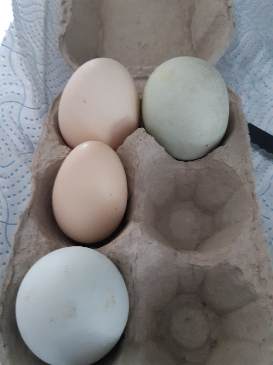 Margaret Mckee Set Scotland Free 🏴 tweet media