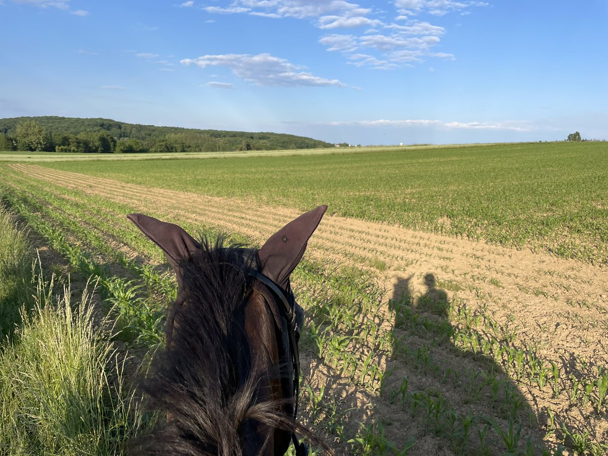 Regarder les champs de maïs partout et tout le temps 🌽 déformation professionnelle 😂
