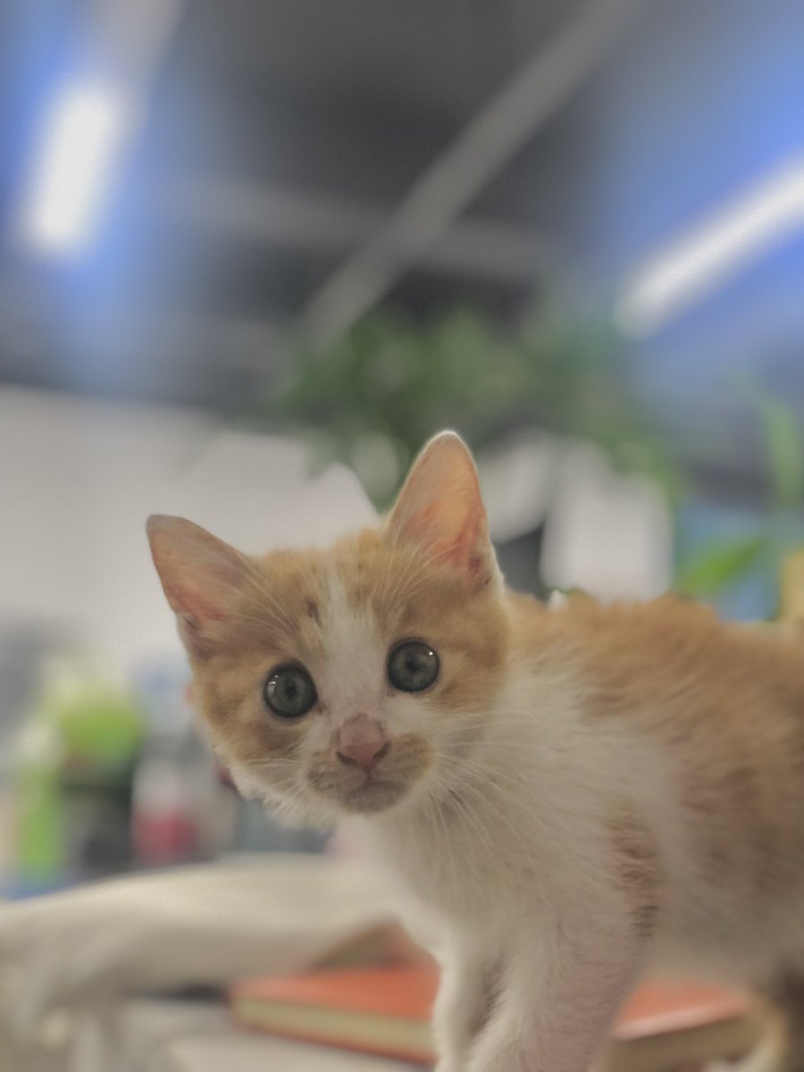 捡到大怨种🐯