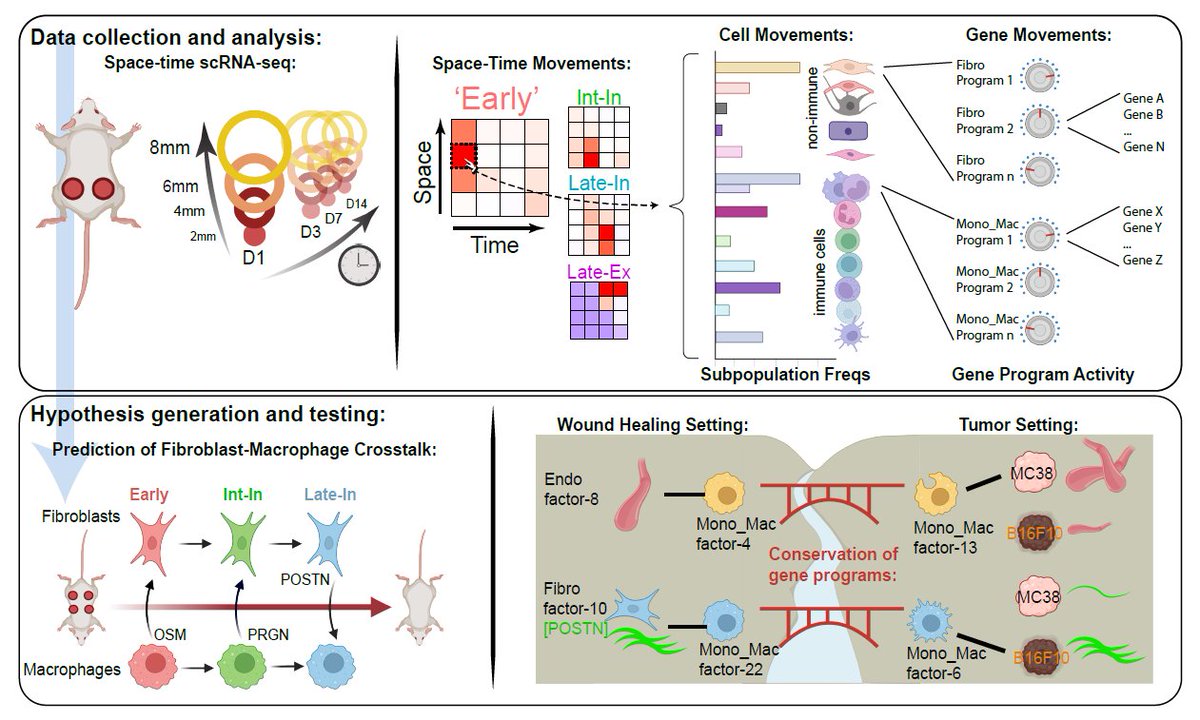 (1/n) Excited to share pre-print of some of my post-pandemic work. How do we identify new immune and non-immune cell crosstalk mechanisms in the healing skin wound and how can we relate this to the tumor microenvironment?
biorxiv.org/content/10.110…