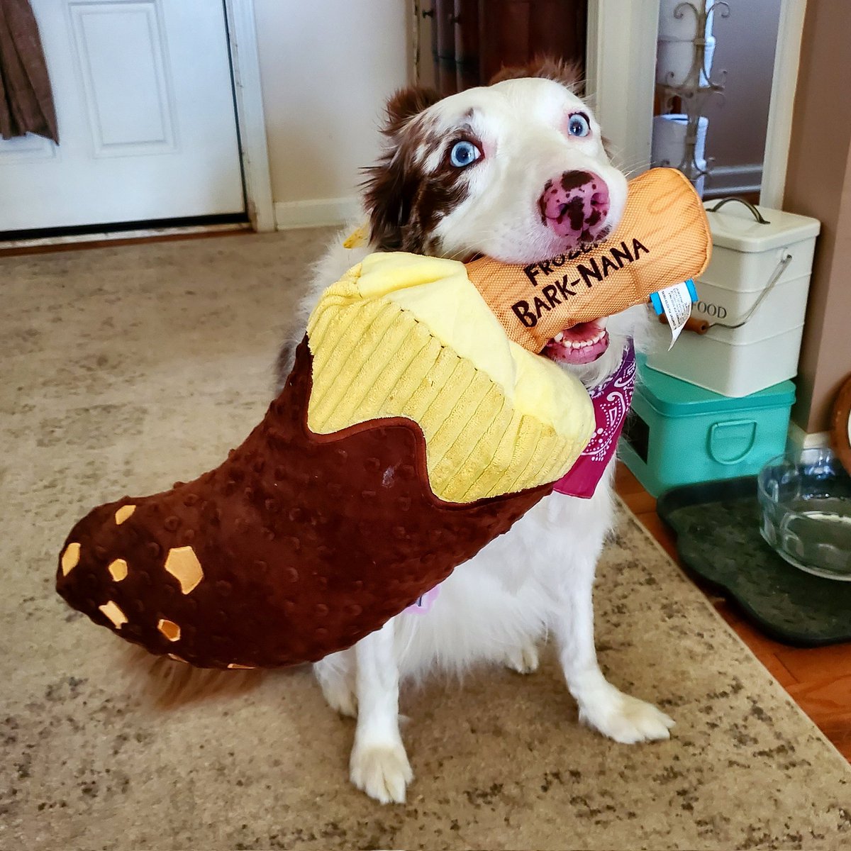 PinknoseP's tweet photo. 📬The mailman brought me the coolest toy from @barkbox today! 📦
🍌It's a FROZEN BARK-NANA! Check it out It's a big as me!🙉
Do you like bananas 🍌?
#aPinkNosePup #barkbox #barkboxday #dogs #barkboxdogs #cute #dogsoftwitter https://t.co/LyHln6WNM4