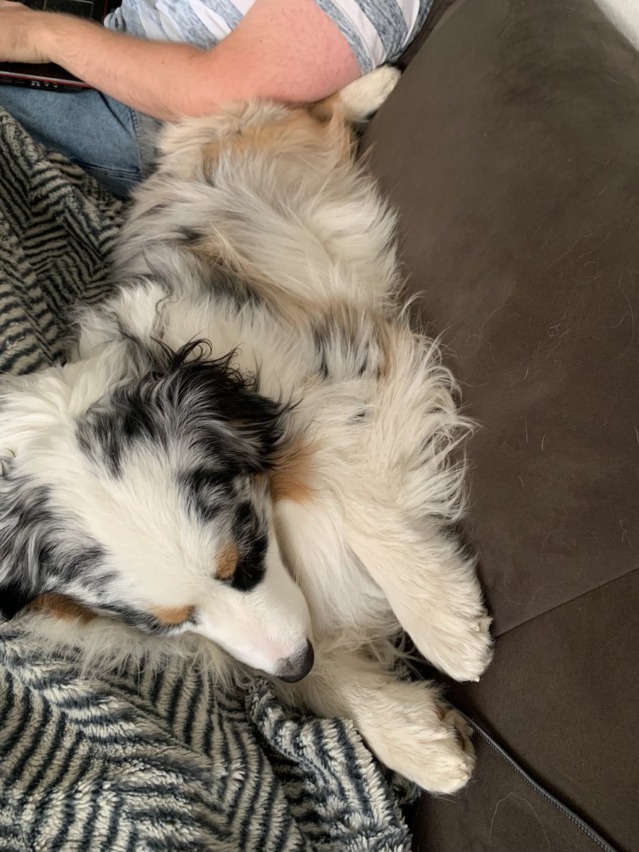 A very comfy way to sleep #dogsoftwitter