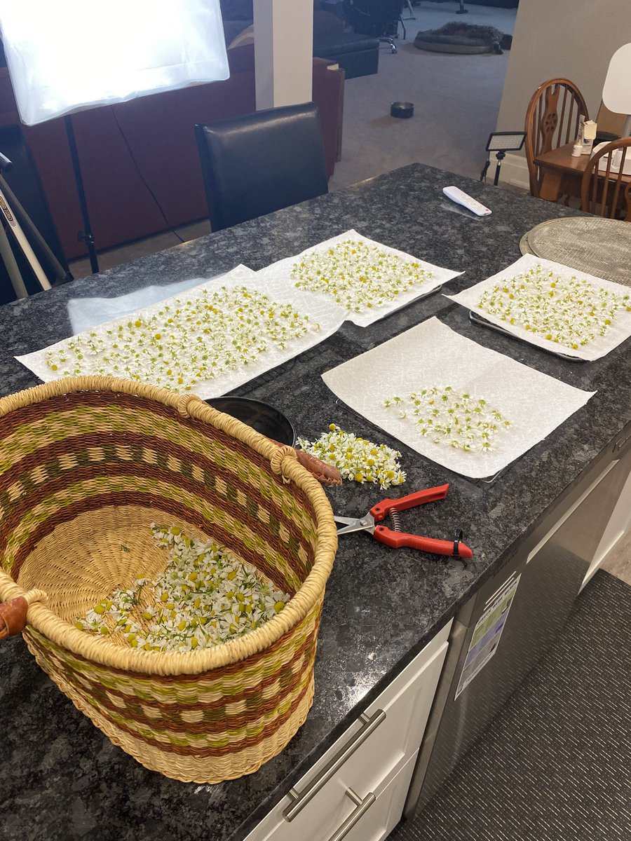 RootsWildflower's tweet photo. Here we grow! First harvest of the season, chamomile fresh from the garden. Picked this morning, and processed for drying this afternoon. I’ll be using this dried to make tea to help with sleep ☺️ https://t.co/Lp2HwiLKhS