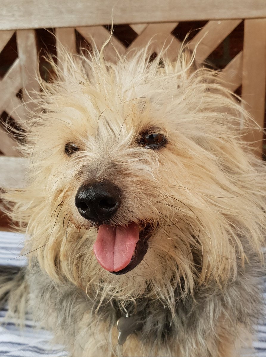 jennystape's tweet photo. It's #NationalSmileDay so here's the BovverBoys smiling just for you ๐๐
@NormanTheCairn #BovverBoys #HandsomeDevils #ManlyDoglets
#RupertAndNorman #BestiesForever
#ArentWeGorgeous https://t.co/vf7PMwoO3X