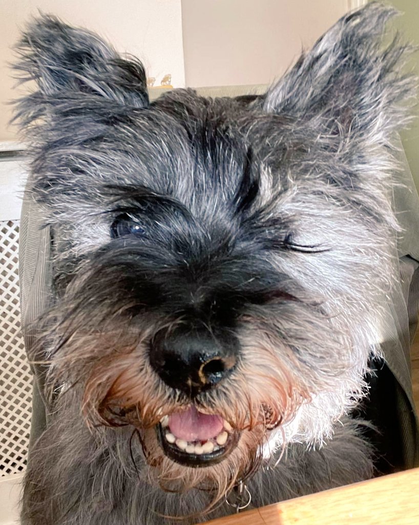 jennystape's tweet photo. It's #NationalSmileDay so here's the BovverBoys smiling just for you ๐๐
@NormanTheCairn #BovverBoys #HandsomeDevils #ManlyDoglets
#RupertAndNorman #BestiesForever
#ArentWeGorgeous https://t.co/vf7PMwoO3X