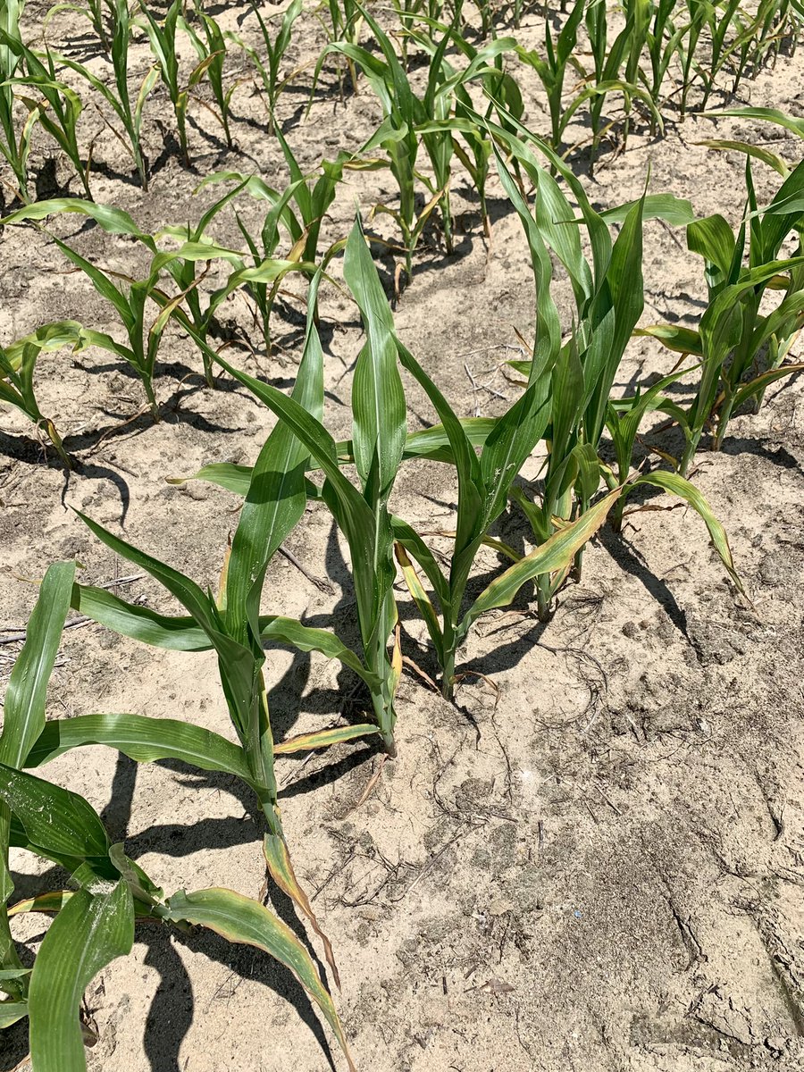 coveryoursoil's tweet photo. N, P, K, and S deficiencies, respectively. The early signs. 🌽 https://t.co/9Po9qF5kIz
