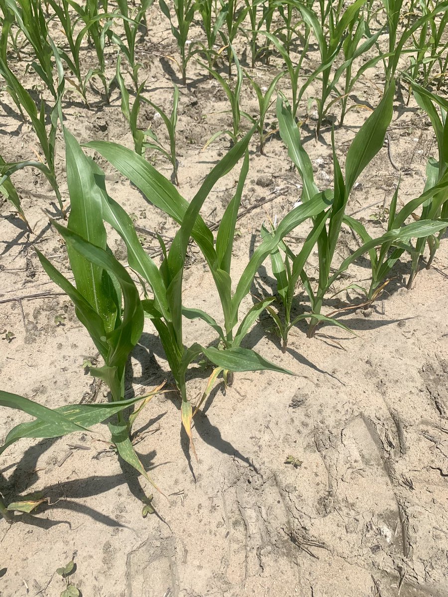 coveryoursoil's tweet photo. N, P, K, and S deficiencies, respectively. The early signs. 🌽 https://t.co/9Po9qF5kIz