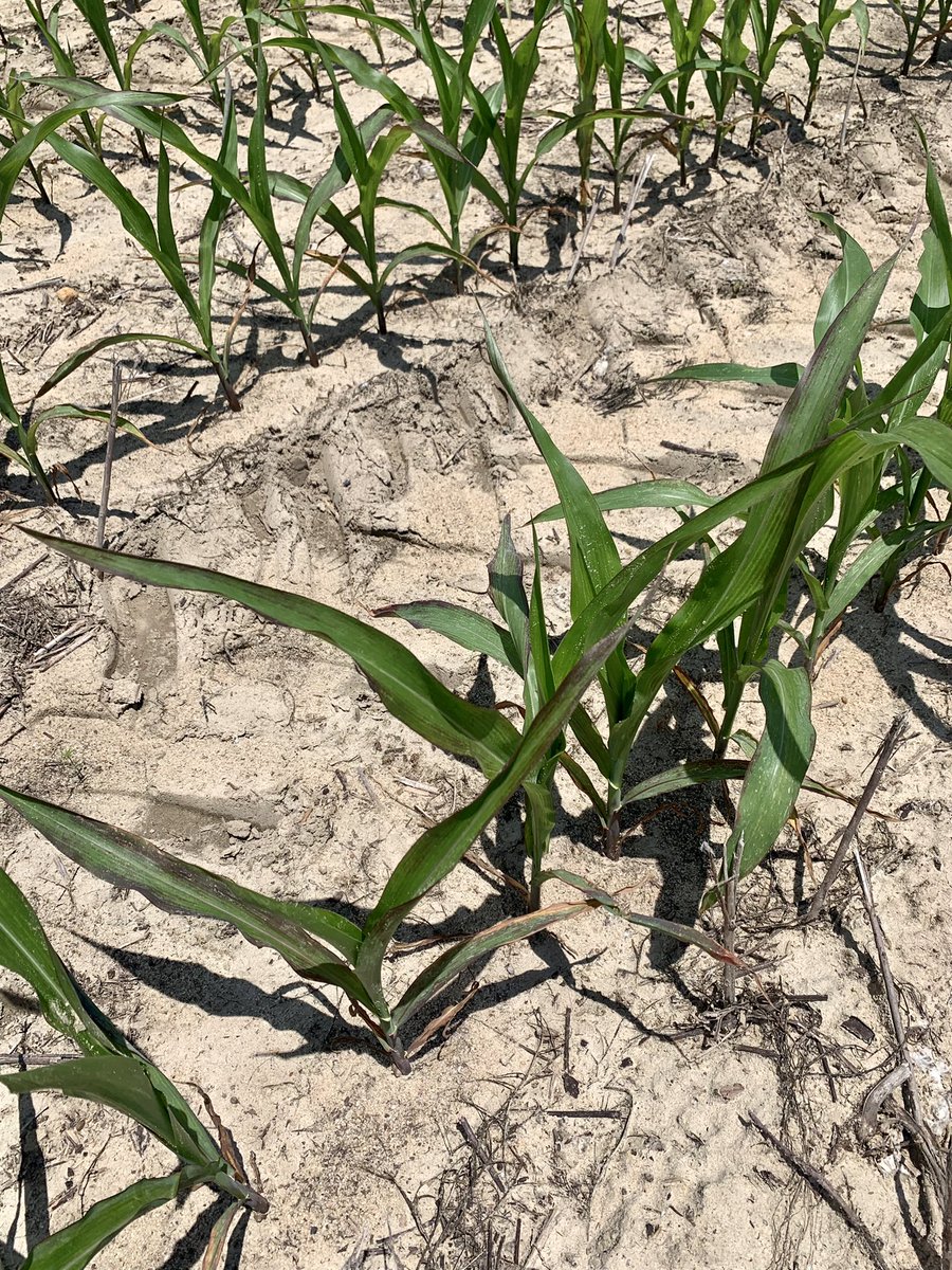 coveryoursoil's tweet photo. N, P, K, and S deficiencies, respectively. The early signs. 🌽 https://t.co/9Po9qF5kIz