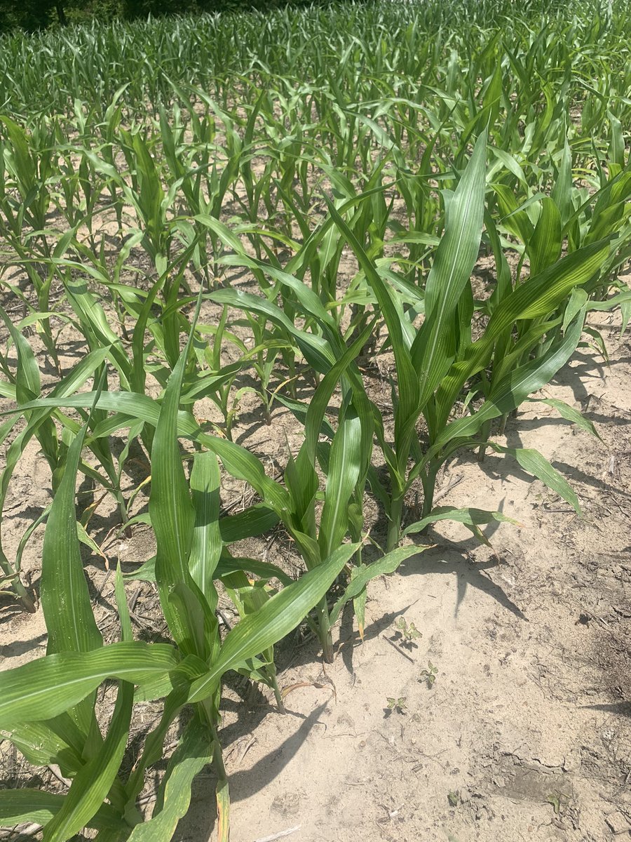 coveryoursoil's tweet photo. N, P, K, and S deficiencies, respectively. The early signs. 🌽 https://t.co/9Po9qF5kIz
