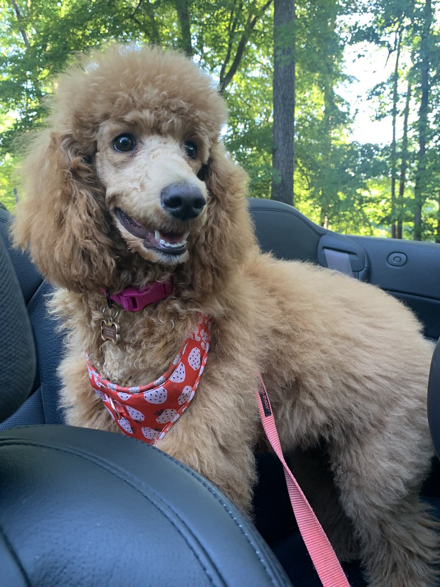 daniajwright's tweet photo. @rikiathekeeper Her name is Nubia Nzinga… also known as NuNu, Nuby Scooby, Nubicorn, Nugget, Nugz, Mama, Baby, Boo, Lil Girl, and Stank OR Stanklett when she comes home from daycare smelling like all the other puppies. 😂 https://t.co/yQzJOvfDHj