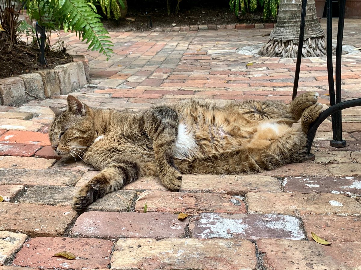 oldtownmanorkw's tweet photo. Eat, sleep, sunbathe, repeat. Doc has got the life!πΊ
.
.
.
#oldtownmanor #oldtownmanorweddings #keywest #flkeys #lovefl #petfriendly #bedandbreakfast #duvalstreet #oldtownkeywest #florida #greenhotel #rescuecat #catsofkeywest #fkspca #spoiledcat #luckycat https://t.co/8rN2ZuqIFl